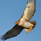 11SB8990 Red-tailed Hawk